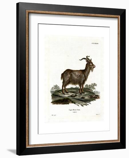 Domestic Goat-null-Framed Giclee Print