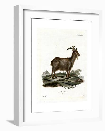 Domestic Goat-null-Framed Giclee Print