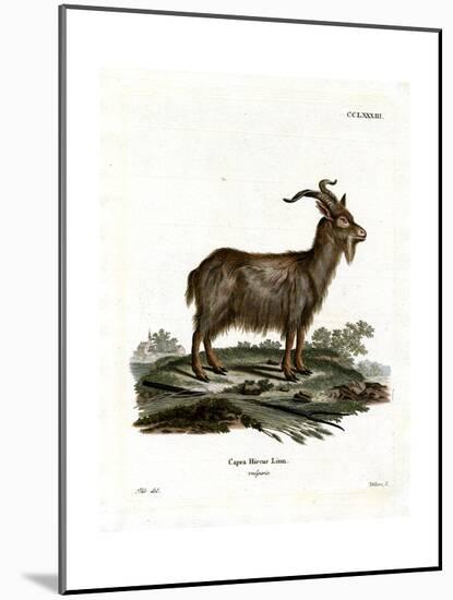 Domestic Goat-null-Mounted Giclee Print