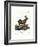 Domestic Goat-null-Framed Giclee Print