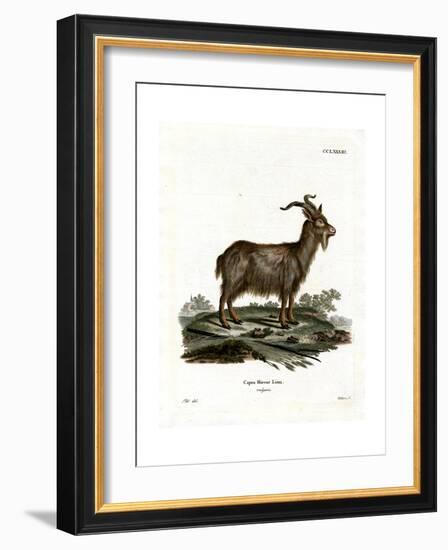 Domestic Goat-null-Framed Giclee Print