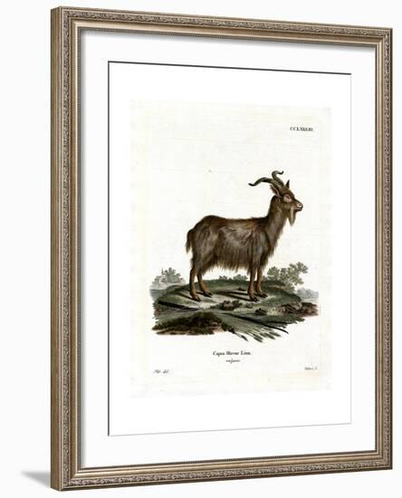 Domestic Goat-null-Framed Giclee Print