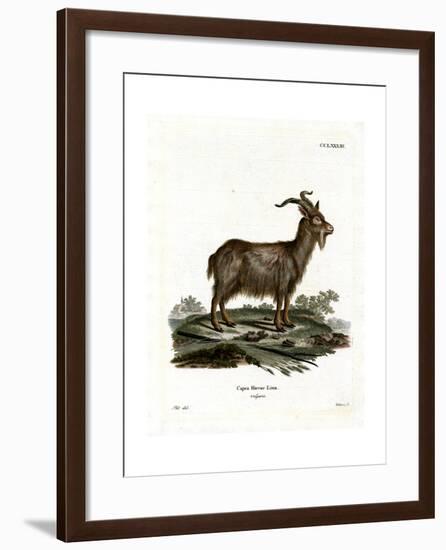 Domestic Goat-null-Framed Giclee Print