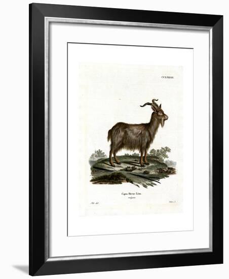 Domestic Goat-null-Framed Giclee Print