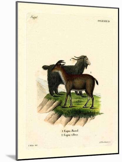 Domestic Goat-null-Mounted Giclee Print