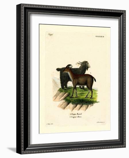 Domestic Goat-null-Framed Giclee Print