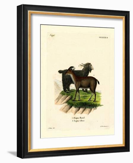 Domestic Goat-null-Framed Giclee Print