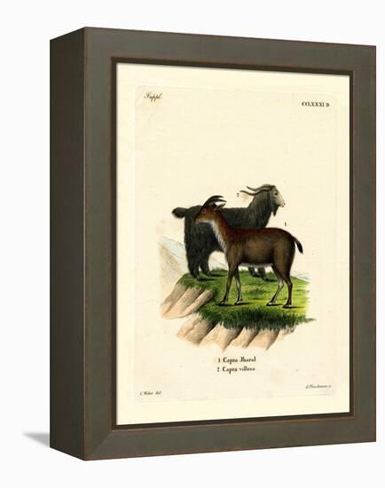 Domestic Goat-null-Framed Premier Image Canvas