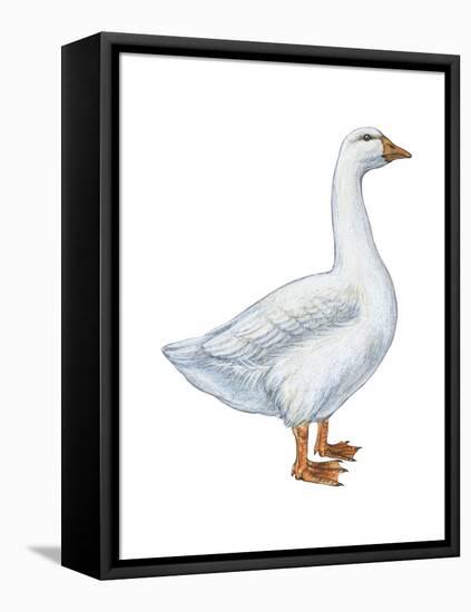 Domestic Goose (Anser Anser), Birds-Encyclopaedia Britannica-Framed Stretched Canvas