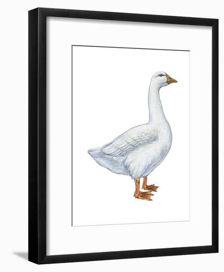 Domestic Goose (Anser Anser), Birds-Encyclopaedia Britannica-Framed Art Print