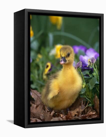 Domestic Gosling Amongst Pansies, USA-Lynn M. Stone-Framed Premier Image Canvas