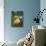 Domestic Gosling Amongst Pansies, USA-Lynn M. Stone-Photographic Print displayed on a wall
