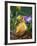 Domestic Gosling Amongst Pansies, USA-Lynn M. Stone-Framed Photographic Print