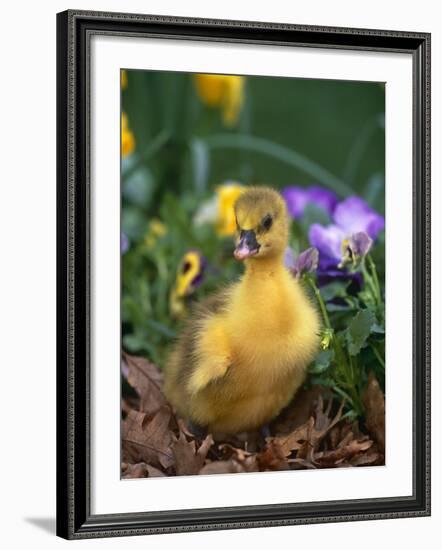 Domestic Gosling Amongst Pansies, USA-Lynn M. Stone-Framed Photographic Print