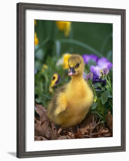 Domestic Gosling Amongst Pansies, USA-Lynn M. Stone-Framed Photographic Print