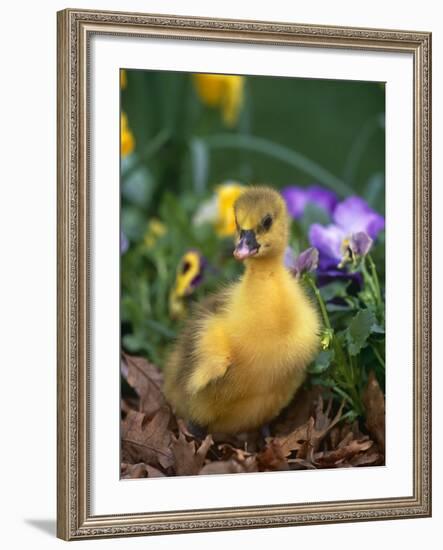 Domestic Gosling Amongst Pansies, USA-Lynn M. Stone-Framed Photographic Print