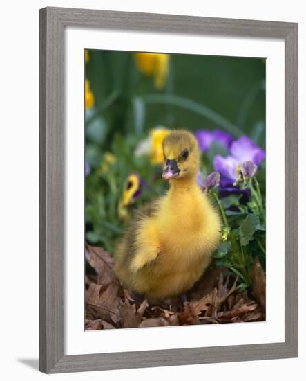 Domestic Gosling Amongst Pansies, USA-Lynn M. Stone-Framed Photographic Print