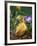 Domestic Gosling Amongst Pansies, USA-Lynn M. Stone-Framed Photographic Print