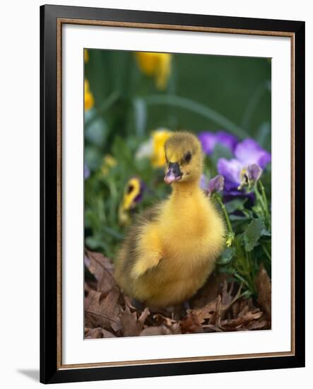 Domestic Gosling Amongst Pansies, USA-Lynn M. Stone-Framed Photographic Print