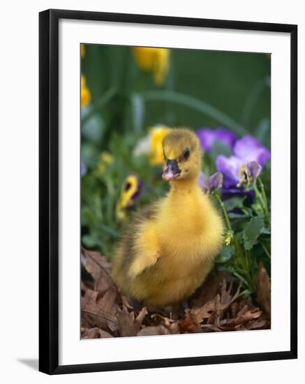 Domestic Gosling Amongst Pansies, USA-Lynn M. Stone-Framed Photographic Print