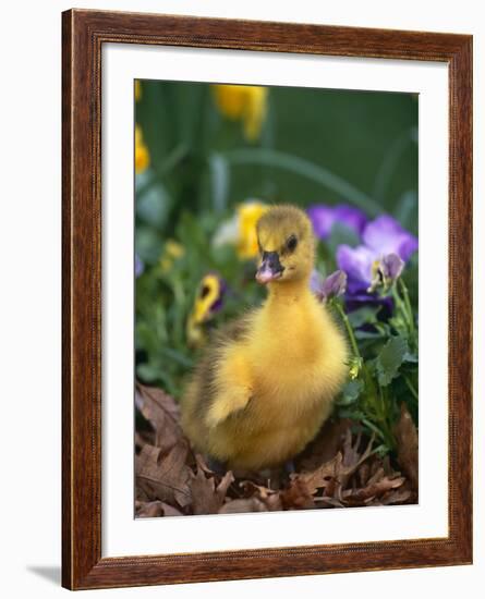 Domestic Gosling Amongst Pansies, USA-Lynn M. Stone-Framed Photographic Print