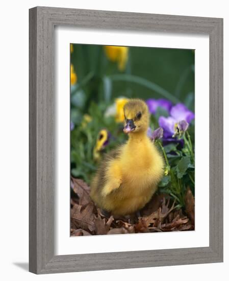 Domestic Gosling Amongst Pansies, USA-Lynn M. Stone-Framed Photographic Print