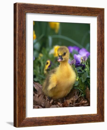 Domestic Gosling Amongst Pansies, USA-Lynn M. Stone-Framed Photographic Print