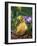 Domestic Gosling Amongst Pansies, USA-Lynn M. Stone-Framed Photographic Print