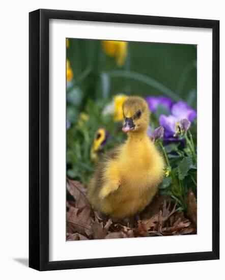 Domestic Gosling Amongst Pansies, USA-Lynn M. Stone-Framed Photographic Print