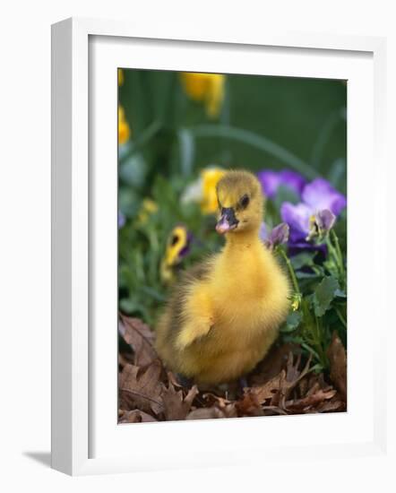 Domestic Gosling Amongst Pansies, USA-Lynn M. Stone-Framed Photographic Print