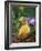 Domestic Gosling Amongst Pansies, USA-Lynn M. Stone-Framed Photographic Print