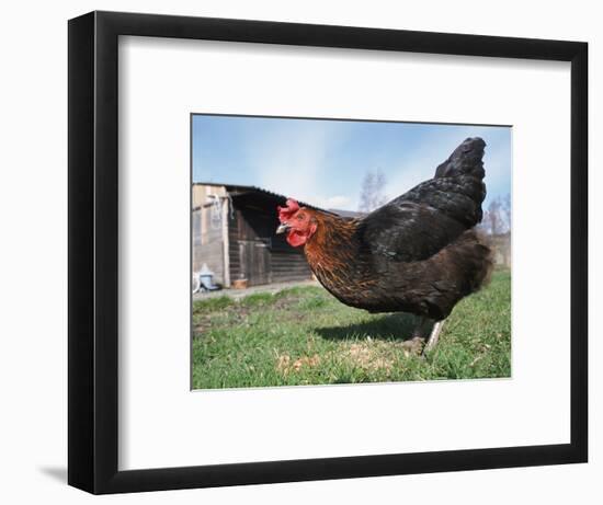 Domestic Hen Free Range, Scotland, UK-Pete Cairns-Framed Premium Photographic Print