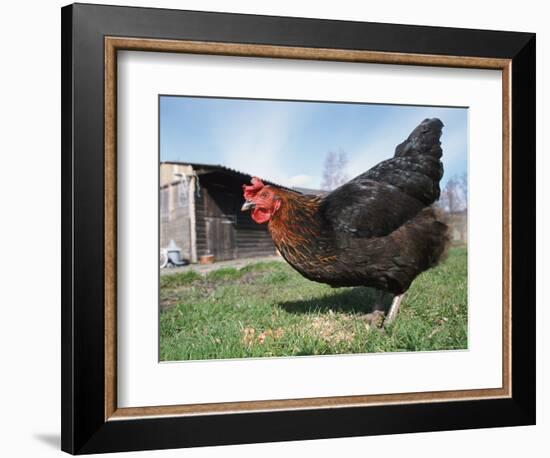 Domestic Hen Free Range, Scotland, UK-Pete Cairns-Framed Premium Photographic Print