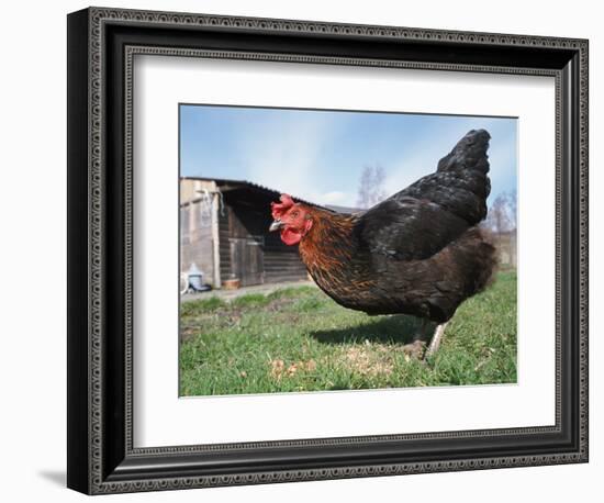 Domestic Hen Free Range, Scotland, UK-Pete Cairns-Framed Premium Photographic Print