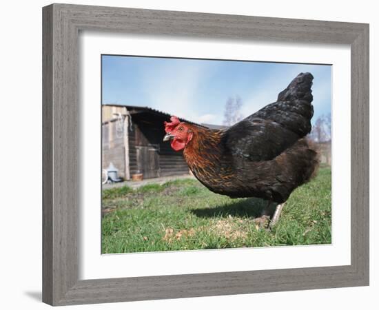 Domestic Hen Free Range, Scotland, UK-Pete Cairns-Framed Photographic Print