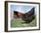 Domestic Hen Free Range, Scotland, UK-Pete Cairns-Framed Photographic Print