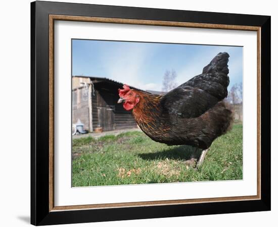 Domestic Hen Free Range, Scotland, UK-Pete Cairns-Framed Photographic Print