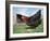 Domestic Hen Free Range, Scotland, UK-Pete Cairns-Framed Photographic Print