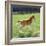 Domestic Horse, Chestnut British Show Pony Colt Foal Leaping Away, UK-Jane Burton-Framed Photographic Print