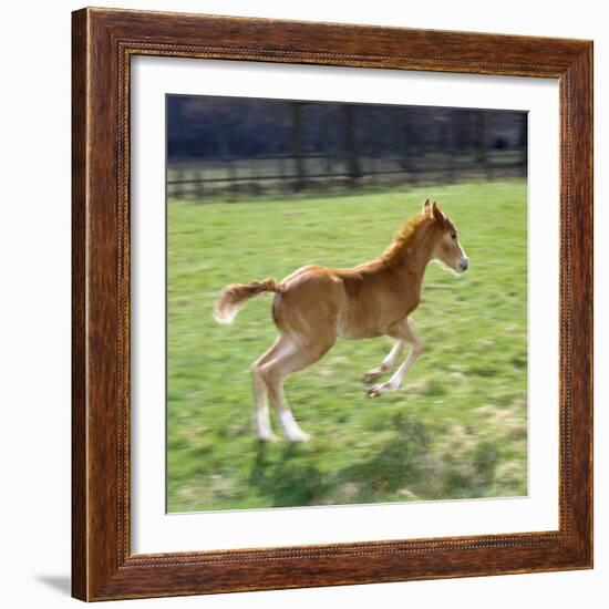 Domestic Horse, Chestnut British Show Pony Colt Foal Leaping Away, UK-Jane Burton-Framed Photographic Print