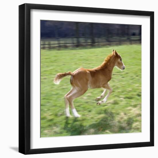 Domestic Horse, Chestnut British Show Pony Colt Foal Leaping Away, UK-Jane Burton-Framed Photographic Print