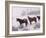 Domestic Horses, in Snow, Colorado, USA-Lynn M. Stone-Framed Photographic Print