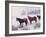 Domestic Horses, in Snow, Colorado, USA-Lynn M. Stone-Framed Photographic Print