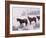 Domestic Horses, in Snow, Colorado, USA-Lynn M. Stone-Framed Photographic Print