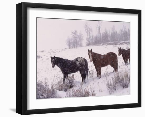 Domestic Horses, in Snow, Colorado, USA-Lynn M. Stone-Framed Photographic Print