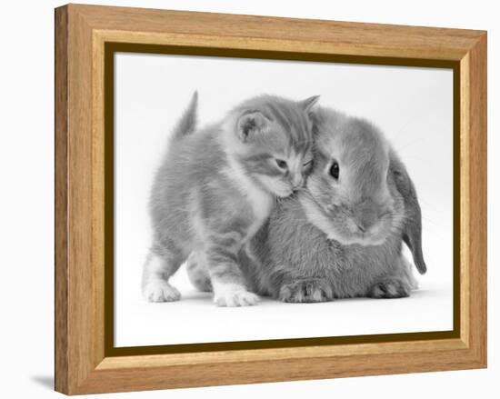 Domestic Kitten (Felis Catus) Next to Bunny, Domestic Rabbit-Jane Burton-Framed Premier Image Canvas