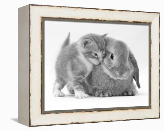 Domestic Kitten (Felis Catus) Next to Bunny, Domestic Rabbit-Jane Burton-Framed Premier Image Canvas