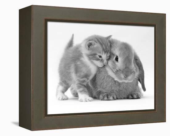 Domestic Kitten (Felis Catus) Next to Bunny, Domestic Rabbit-Jane Burton-Framed Premier Image Canvas