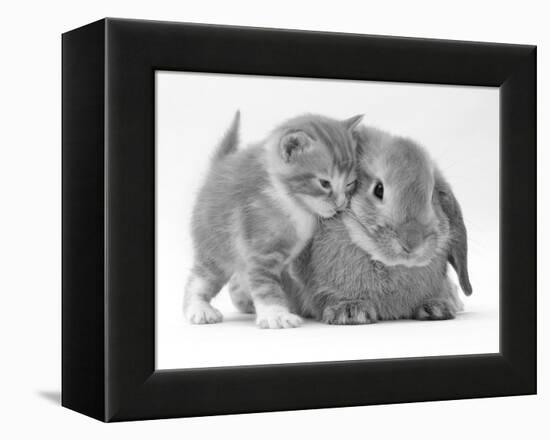 Domestic Kitten (Felis Catus) Next to Bunny, Domestic Rabbit-Jane Burton-Framed Premier Image Canvas