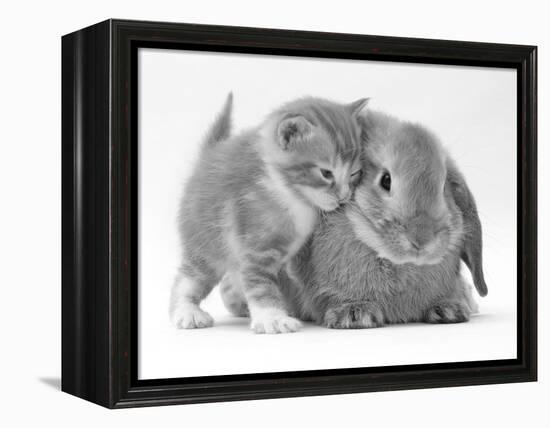 Domestic Kitten (Felis Catus) Next to Bunny, Domestic Rabbit-Jane Burton-Framed Premier Image Canvas